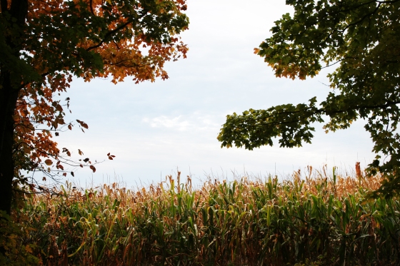 corn field in the fall